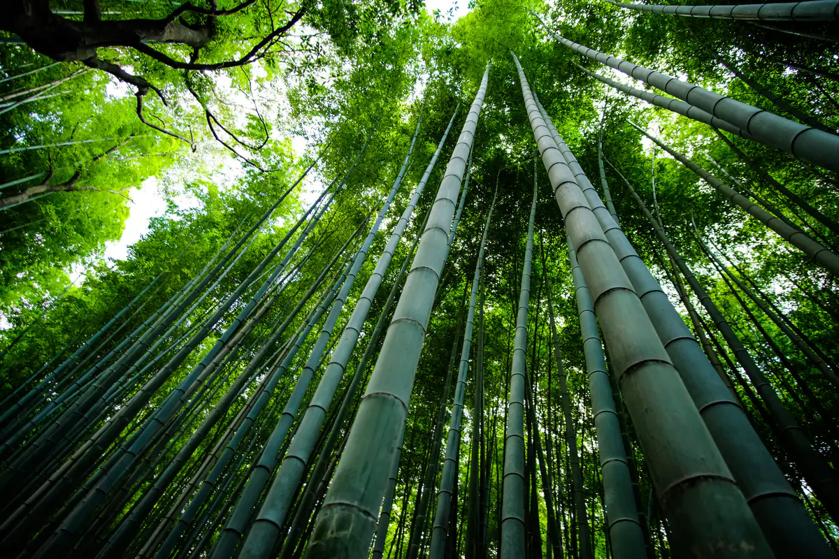 Tall bamboo trunks rising into the green canopy in Arashiyama.