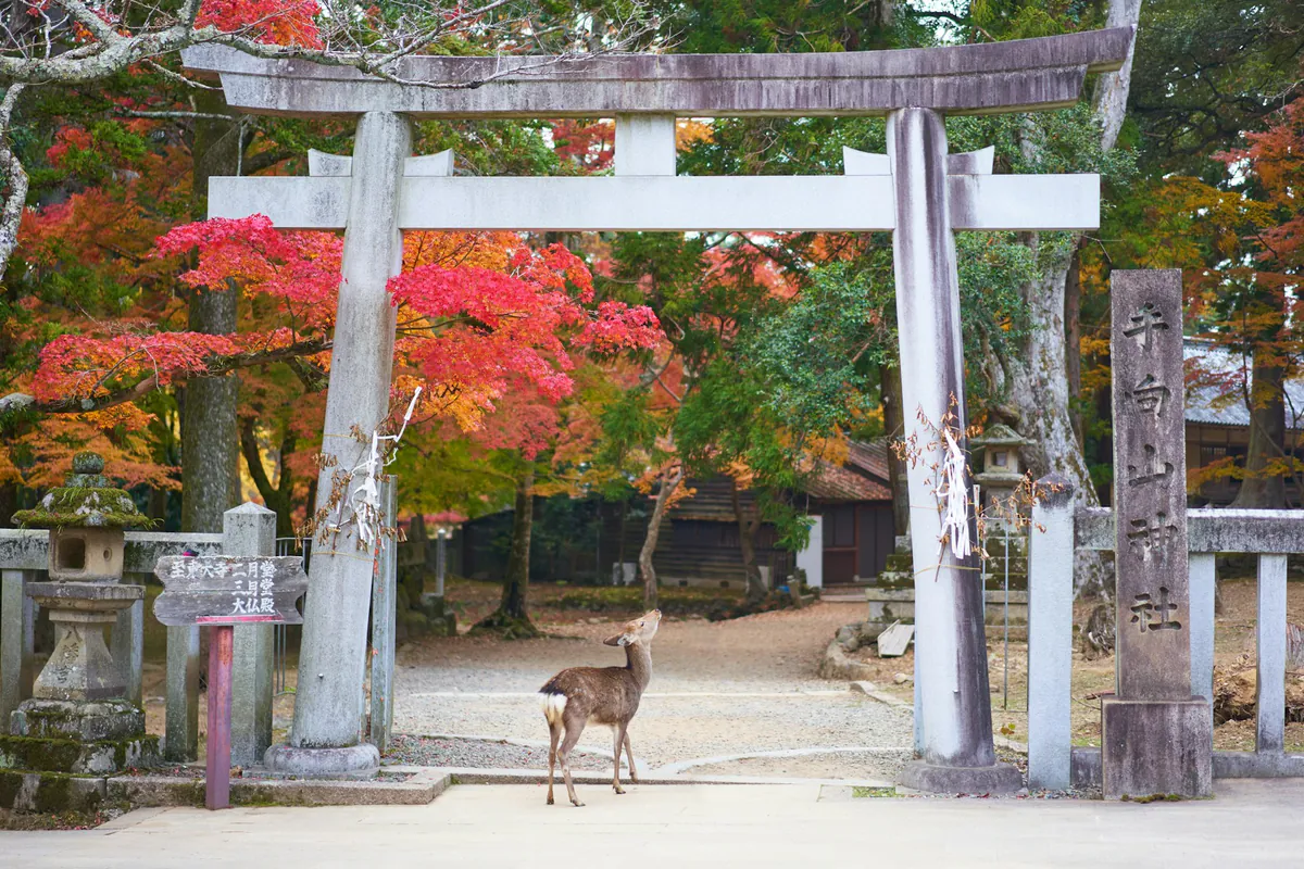 A deer beneath a torii gate surrounded by autumn leaves.